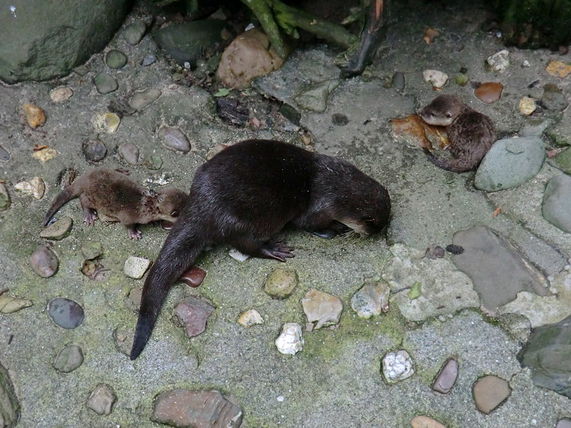 Zwergotter im Zoo Wuppertal am 21. Juli 2012