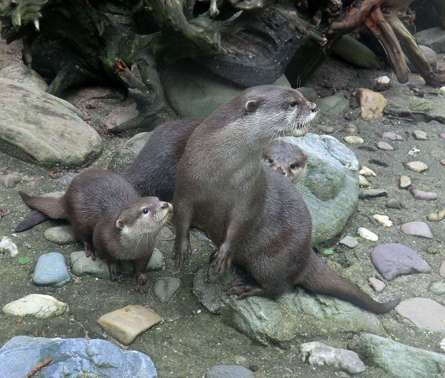 Zwergotter im Zoo Wuppertal im Mai 2013