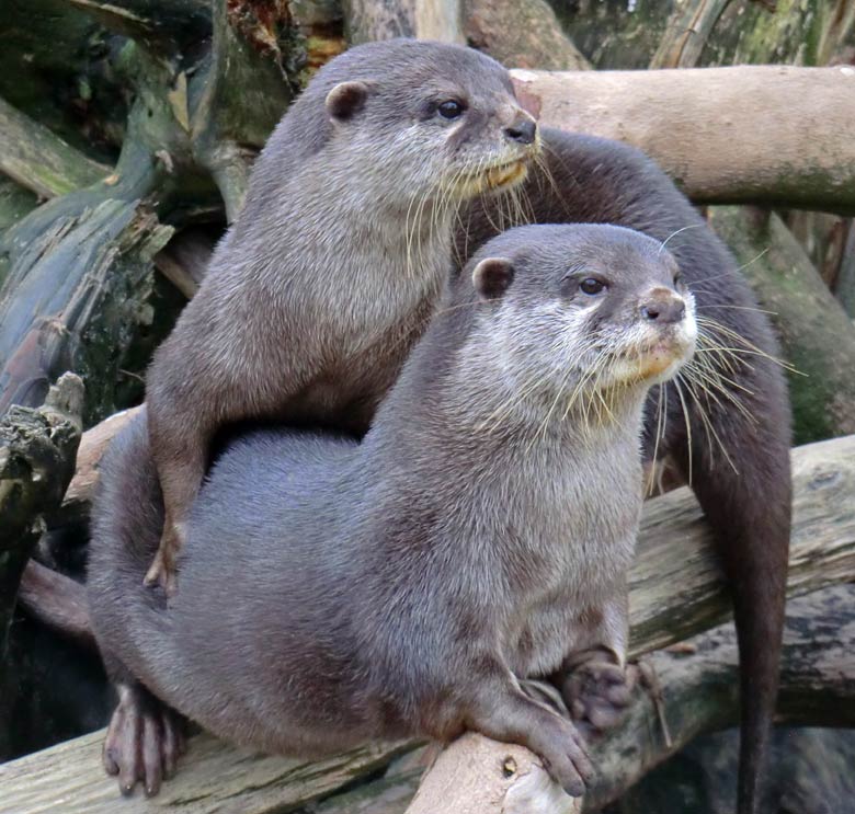 Zur Erinnerung: das Kurzkrallenotter-Paar am 19. Januar 2014 im Wuppertaler Zoo
