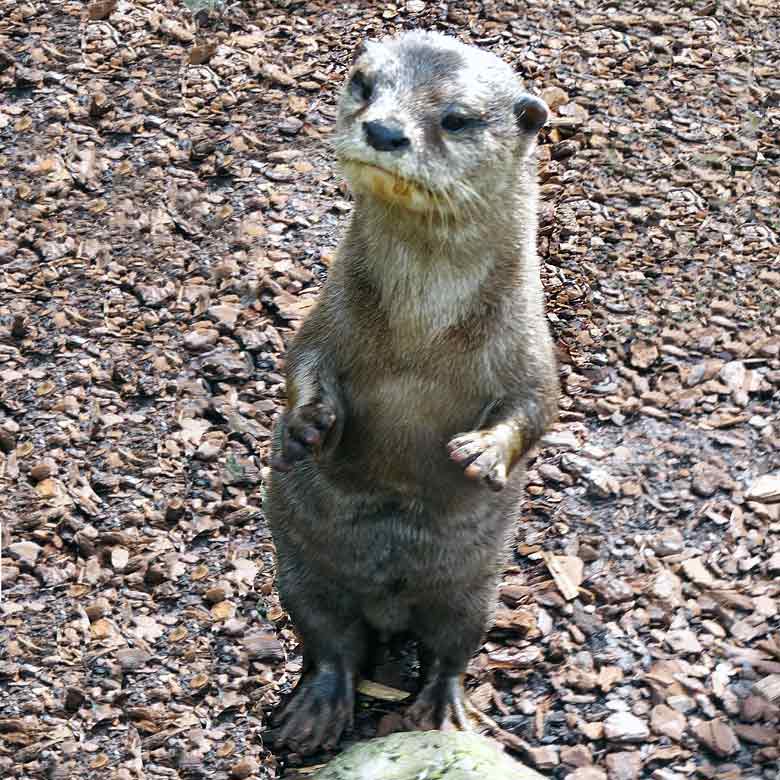 Der derzeit einzige Kurzkrallenotter "Harry" am 2. April 2016 im Grünen Zoo Wuppertal