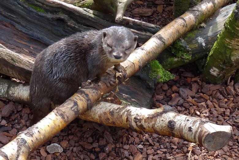 Kurzkrallenotter Harry am 2. April 2016 im Grünen Zoo Wuppertal