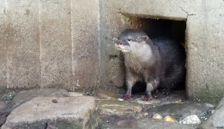 Neues Kurzkrallenotter-Weibchen am Ausgang zu seiner neuen Außenwelt am 5. Mai 2016 im Zoologischen Garten der Stadt Wuppertal