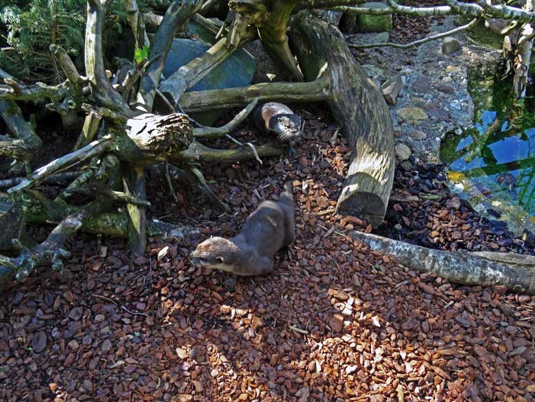 Kurzkrallenotter-Männchen "Harry" mit dem neuen Kurzkrallenotter-Weibchen am 5. Mai 2016 auf der Außenanlage im Wuppertaler Zoo