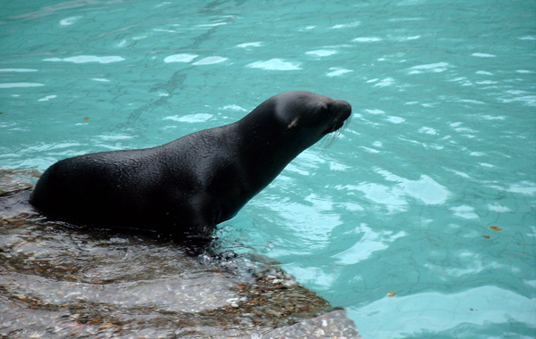 Kalifornischer Seelöwe im Wuppertaler Zoo im Oktober 2002