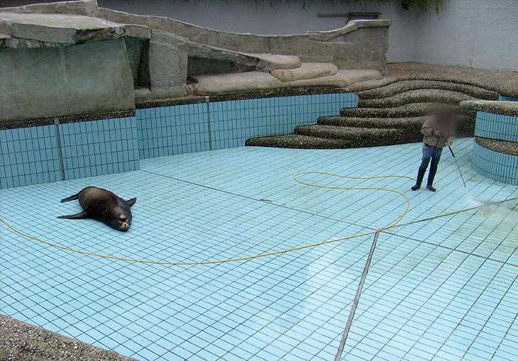 Beckenreinigung bei den Kalifornischen Seelöwen im Zoo Wuppertal im April 2008