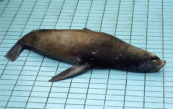 Kalifornischer Seelöwe im Zoo Wuppertal im April 2008