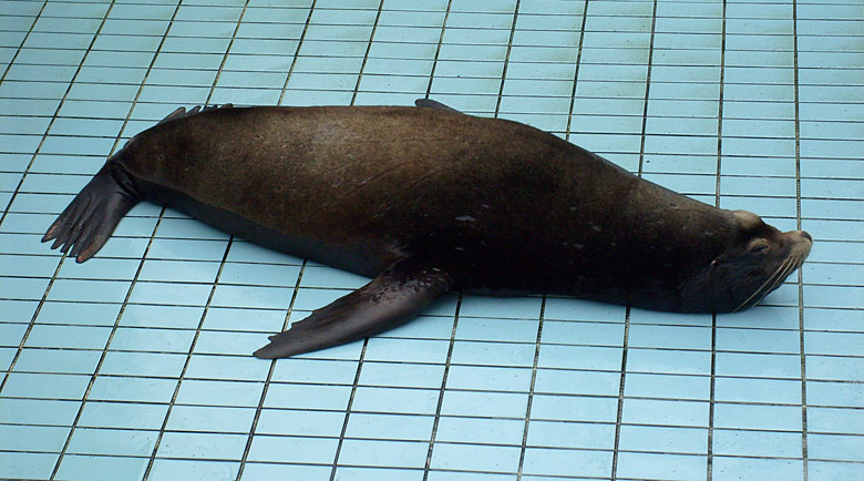 Beckenreinigung bei den Kalifornischen Seelöwen im Zoo Wuppertal im April 2008