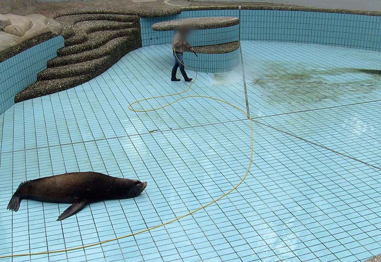 Beckenreinigung bei den Kalifornischen Seelöwen im Zoo Wuppertal im April 2008