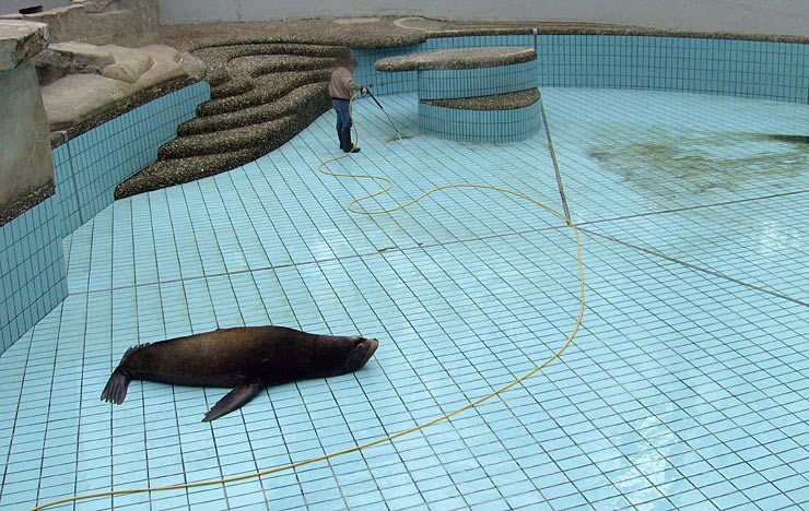 Beckenreinigung bei den Kalifornischen Seelöwen im Zoo Wuppertal im April 2008