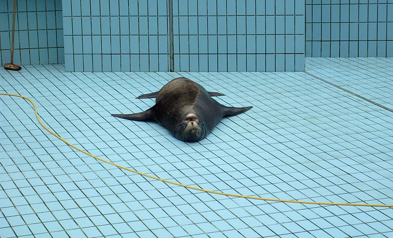 Beckenreinigung bei den Kalifornischen Seelöwen im Zoo Wuppertal im April 2008