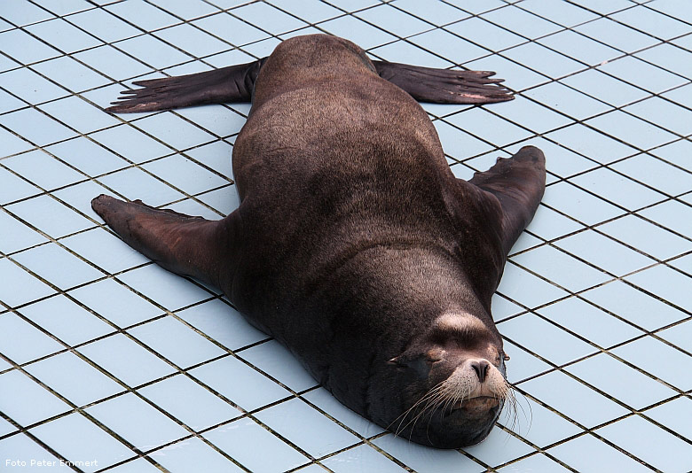 Beckenreinigung bei den Kalifornischen Seelöwen im Wuppertaler Zoo im Februar 2009 (Foto Peter Emmert)