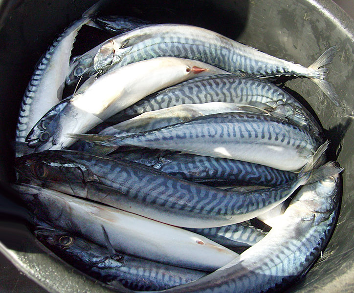 Fisch für die Seelöwen im Zoologischen Garten Wuppertal im April 2009