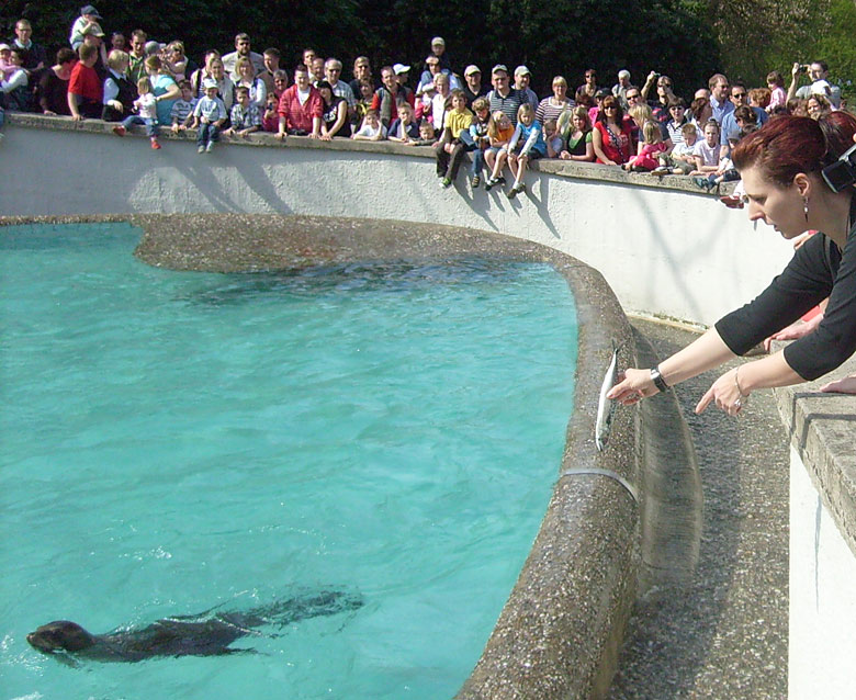 Fisch für die Seelöwen im Zoologischen Garten Wuppertal im April 2009