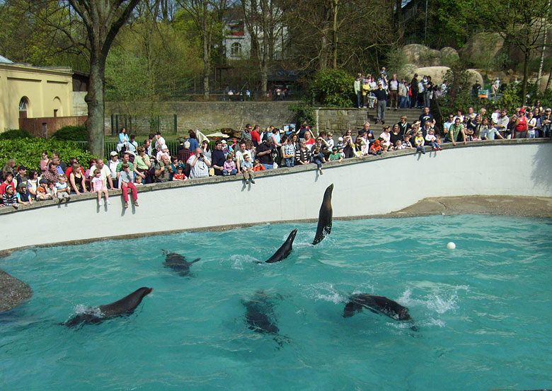 Fisch für die Seelöwen im Zoologischen Garten Wuppertal im April 2009