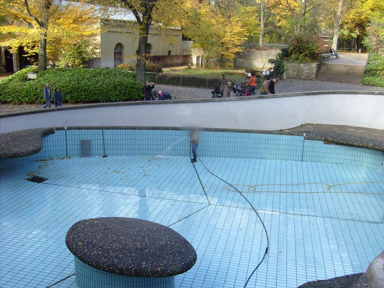 Beckenreinigung bei den Kalifornischen Seelöwen im Zoo Wuppertal im Oktober 2009