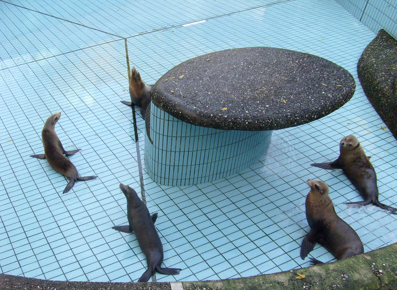 Beckenreinigung bei den Kalifornischen Seelöwen im Wuppertaler Zoo im Oktober 2009