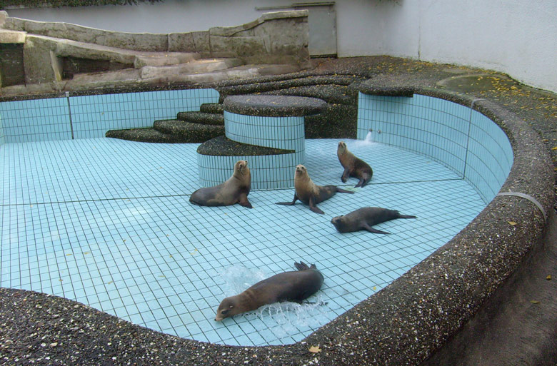 Beckenreinigung bei den Kalifornischen Seelöwen im Zoo Wuppertal im Oktober 2009