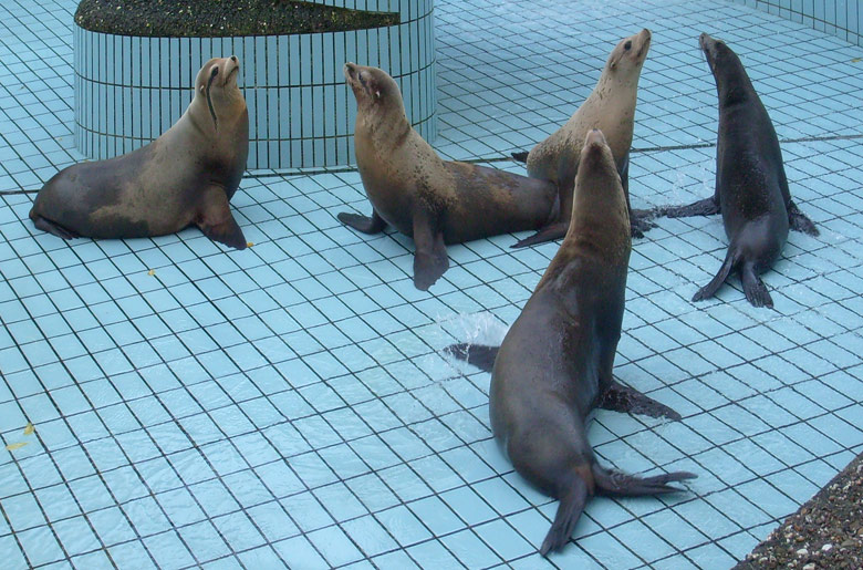 Beckenreinigung bei den Kalifornischen Seelöwen im Zoologischen Garten Wuppertal im Oktober 2009