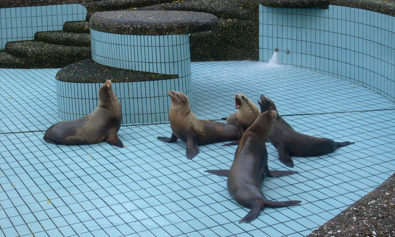 Beckenreinigung bei den Kalifornischen Seelöwen im Wuppertaler Zoo im Oktober 2009