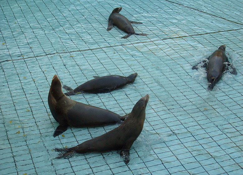 Beckenreinigung bei den Kalifornischen Seelöwen im Wuppertaler Zoo im Oktober 2009