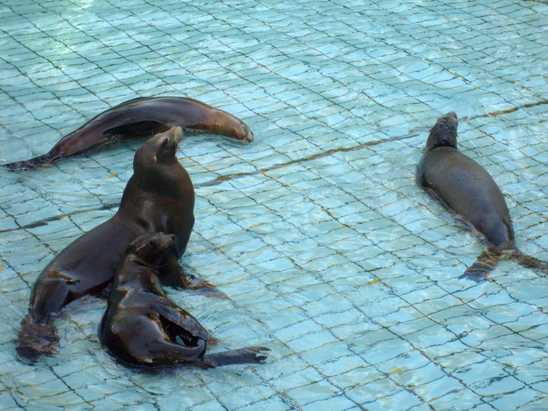 Beckenreinigung bei den Kalifornischen Seelöwen im Zoo Wuppertal im Oktober 2009