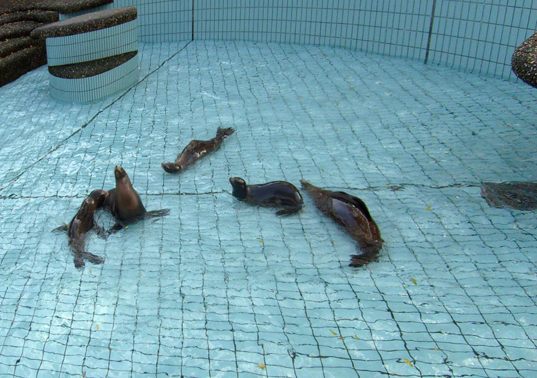 Beckenreinigung bei den Kalifornischen Seelöwen im Zoologischen Garten Wuppertal im Oktober 2009