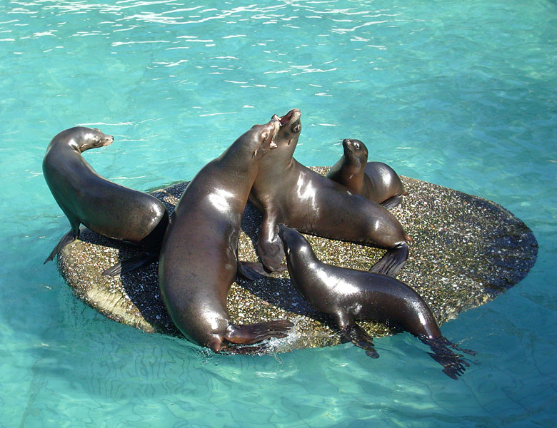 Kalifornische Seelöwen im Zoologischen Garten Wuppertal im März 2009