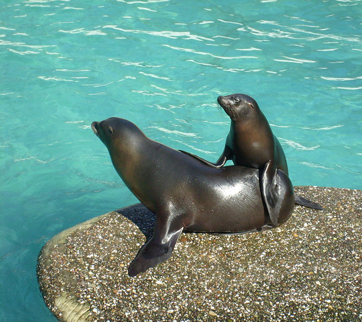 Kalifornische Seelöwen im Zoo Wuppertal im März 2009