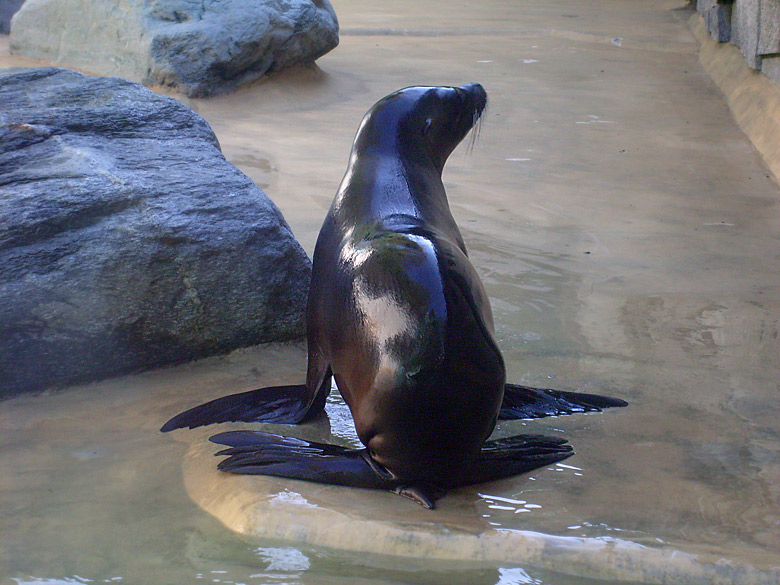 Seelöwe "Mylo" im Zoo Wuppertal am 23. April 2010