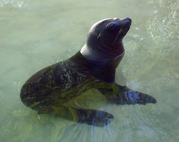 Kalifornischer Seelöwe im Wuppertaler Zoo am 23. April 2010