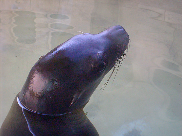 Seelöwe "Mylo" im Wuppertaler Zoo am 23. April 2010