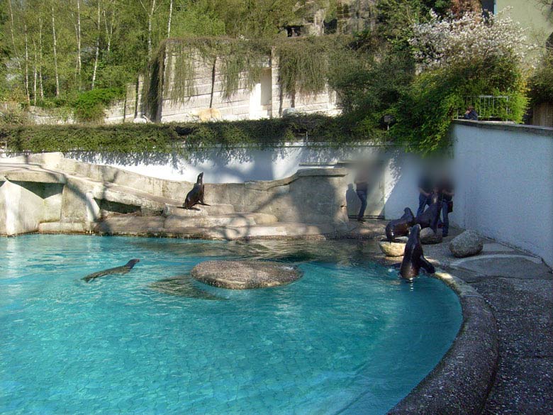 Seelöwen beim Target-Training im Zoologischen Garten Wuppertal am 23. April 2010