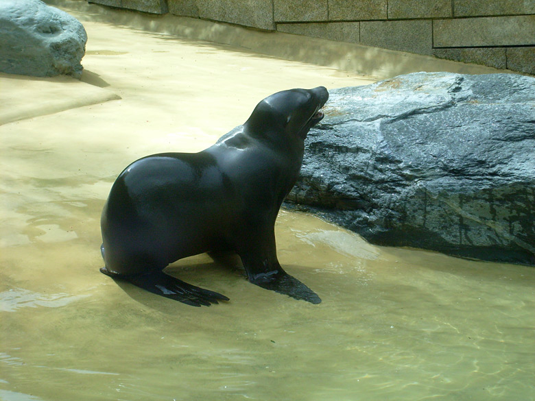 Seelöwe "Mylo" im Wuppertaler Zoo am 25. April 2010