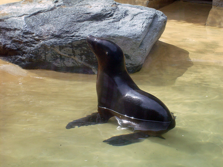 Seelöwe "Mylo" im Wuppertaler Zoo am 25. April 2010