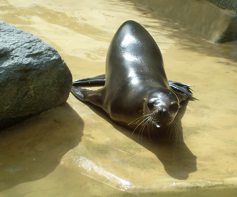 Seelöwe "Mylo" im Wuppertaler Zoo am 25. April 2010