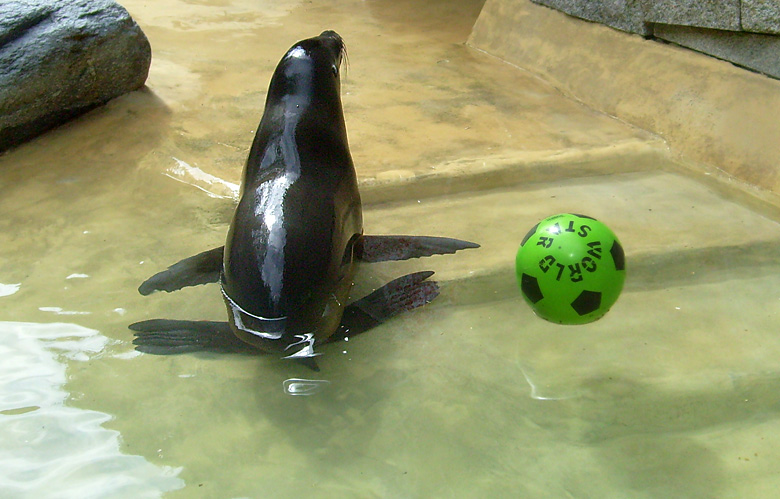 Seelöwe "Mylo" im Zoo Wuppertal am 25. April 2010