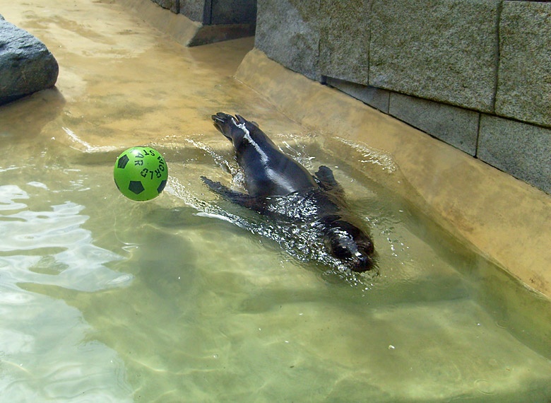 Seelöwe "Mylo" im Zoologischen Garten Wuppertal am 25. April 2010