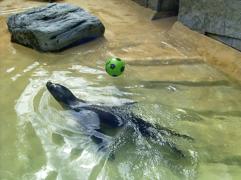 Seelöwe "Mylo" im Wuppertaler Zoo am 25. April 2010