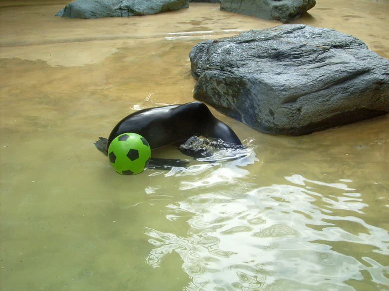 Seelöwe "Mylo" im Wuppertaler Zoo am 25. April 2010