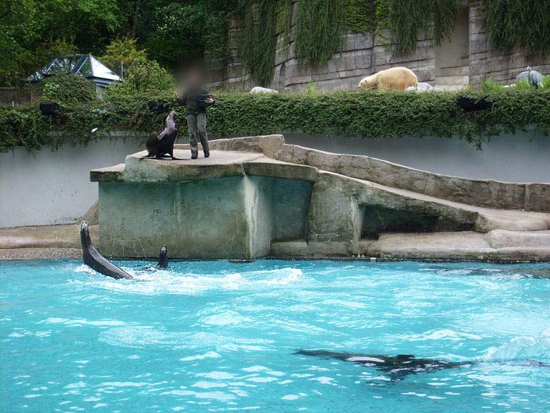 Tierpflegerin bei der Seelöwen-Fütterung im Zoo Wuppertal im Mai 2010