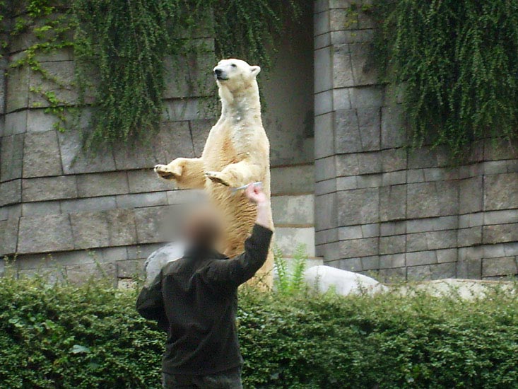 Eisbär LARS bekam auch Fische während der Seelöwen-Fütterung im Zoo Wuppertal im Mai 2010