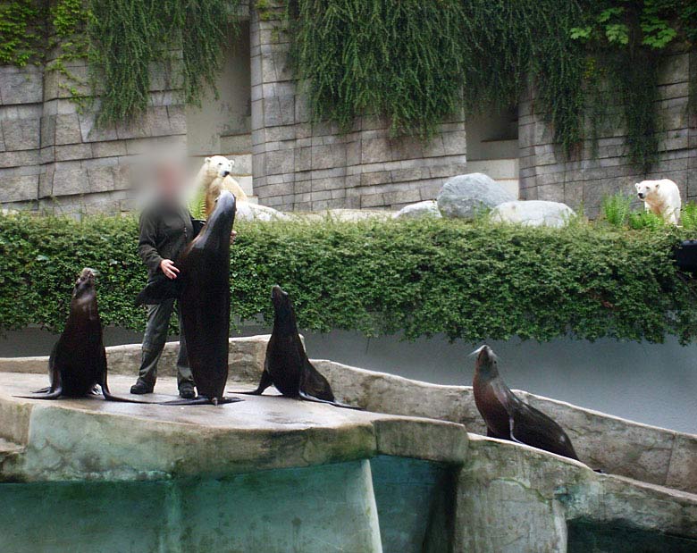 Seelöwen-Fütterung im Wuppertaler Zoo im Mai 2010