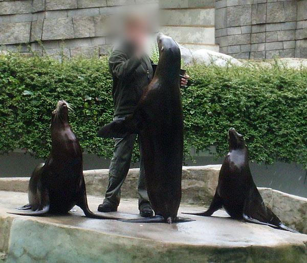 Kalifornische Seelöwen im Wuppertaler Zoo im Mai 2010