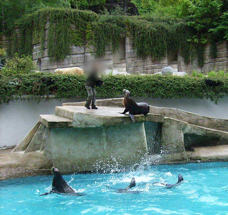 Seelöwen-Fütterung im Zoologischen Garten Wuppertal im Mai 2010