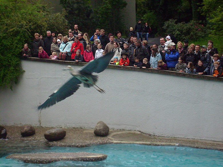 Graureiher bei der Seelöwen-Fütterung im Zoo Wuppertal im Mai 2010