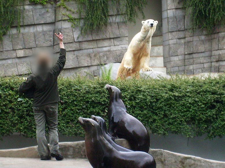 Seelöwen-Fütterung im Wuppertaler Zoo im Mai 2010