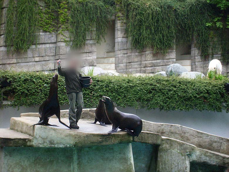 Seelöwen-Fütterung im Zoologischen Garten Wuppertal im Mai 2010