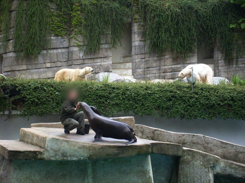 Eisbär LARS und Eisbärin JERKA im Hintergrund bei Seelöwen-Fütterung im Wuppertaler Zoo im Mai 2010