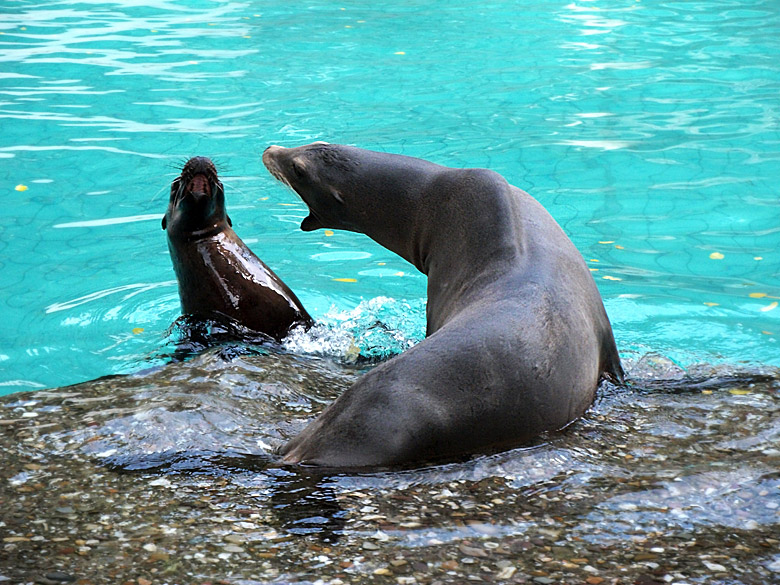 Seelöwe MYLO und eine Seelöwin im Zoo Wuppertal am 28. August 2010