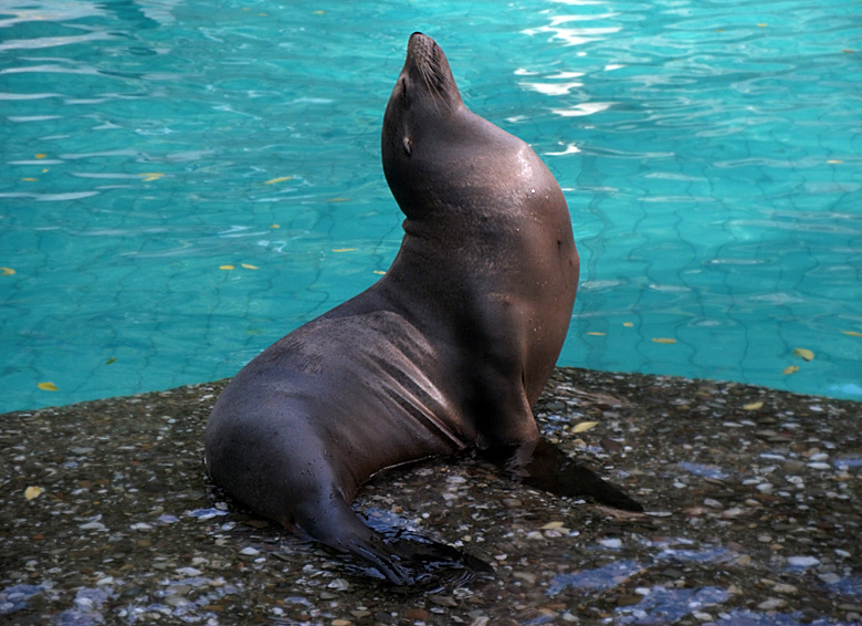 Eine Seelöwin im Wuppertaler Zoo am 28. August 2010